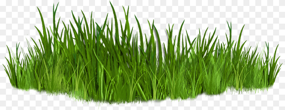 Clip Art Grass Clipart No Background, Aquatic, Plant, Water, Green Free Png Download