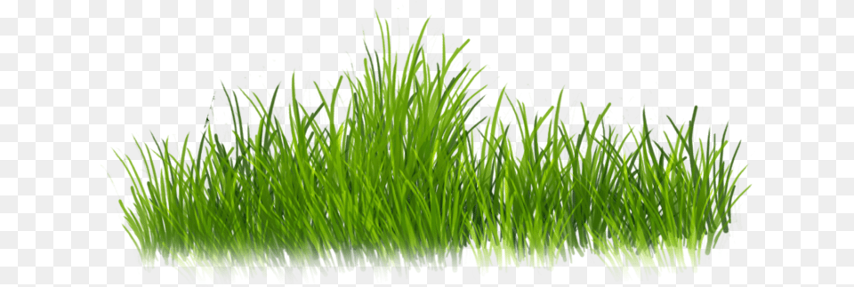Clip Art Grass For Photoshop Grass Stickers For Editing, Aquatic, Green, Plant, Water Free Transparent Png