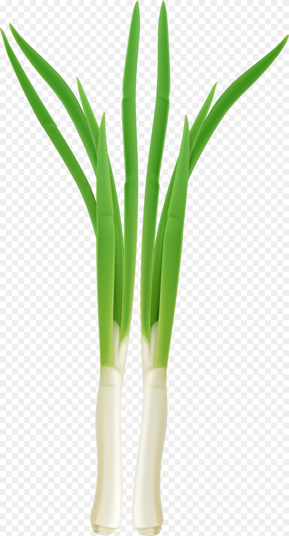 Clip Art Green Onion Clipart Clip Art, Food, Produce, Leek, Plant Free Png Download