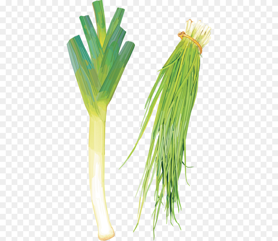 Clip Art Green Onion Flower Leek, Food, Produce, Plant, Vegetable Free Png Download