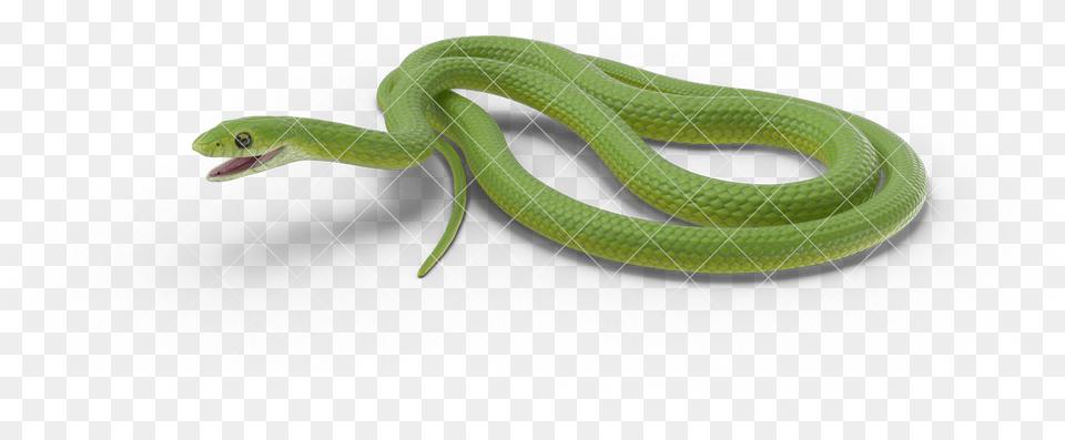 Clip Art Green Rat Snake Smooth Greensnake, Animal, Reptile, Green Snake Png