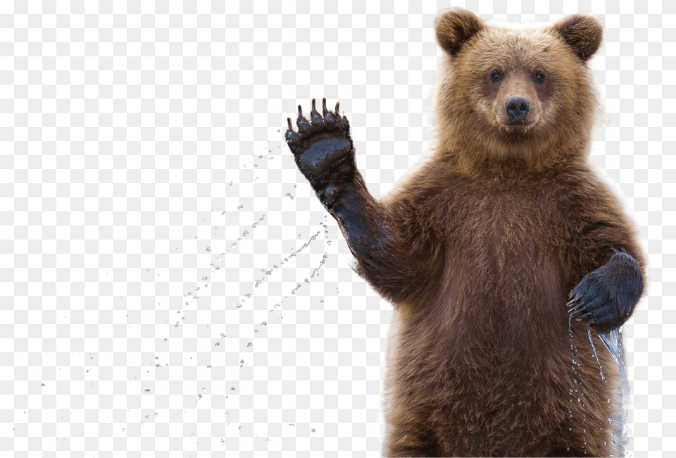 Clip Art Grizzly Bear Waving Bear Waving Transparent Background, Animal, Mammal, Wildlife, Brown Bear Png Image