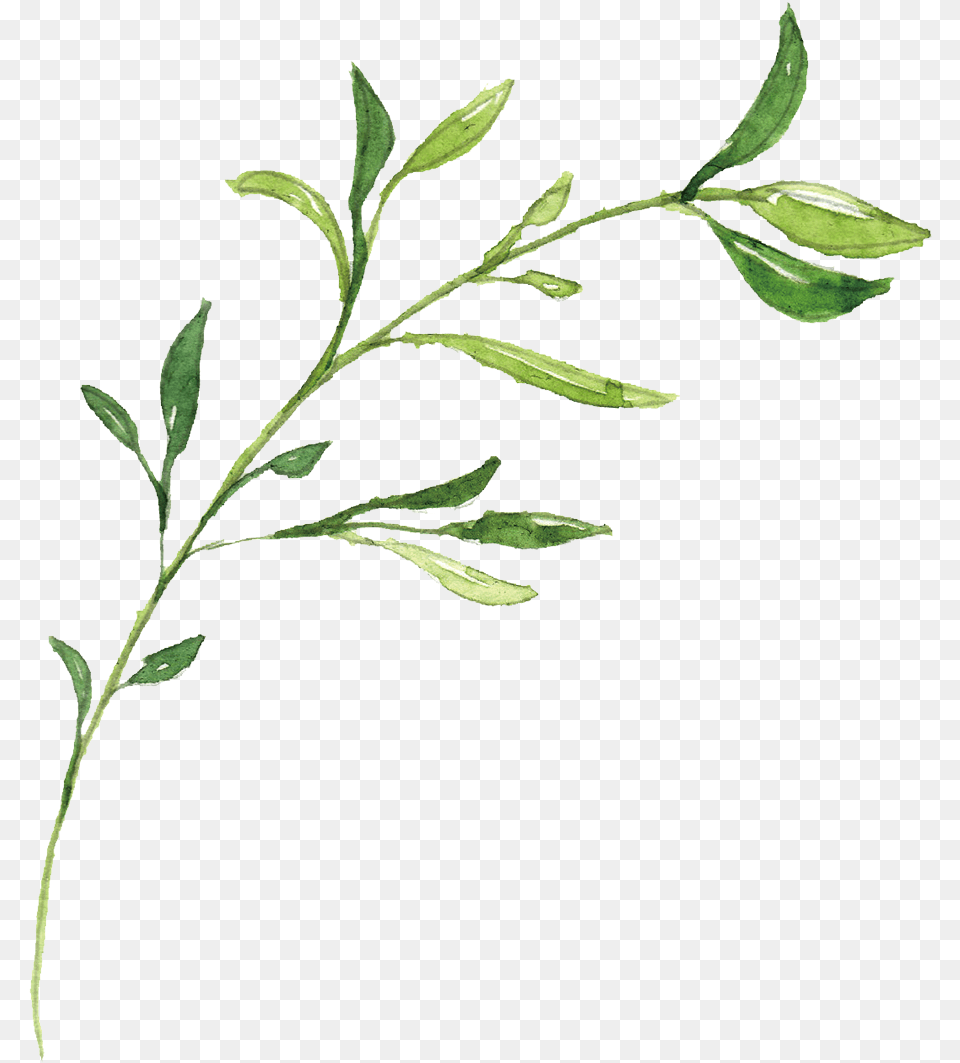 Clip Art Hand Drawn Leaves Hand Drawn Leaf, Annonaceae, Herbal, Herbs, Plant Free Png