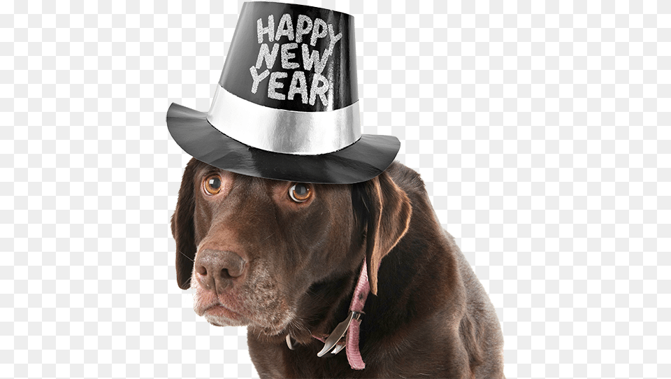 Clip Art Happy New Year Pets New Years Eve Dog, Clothing, Hat, Adult, Person Free Png Download