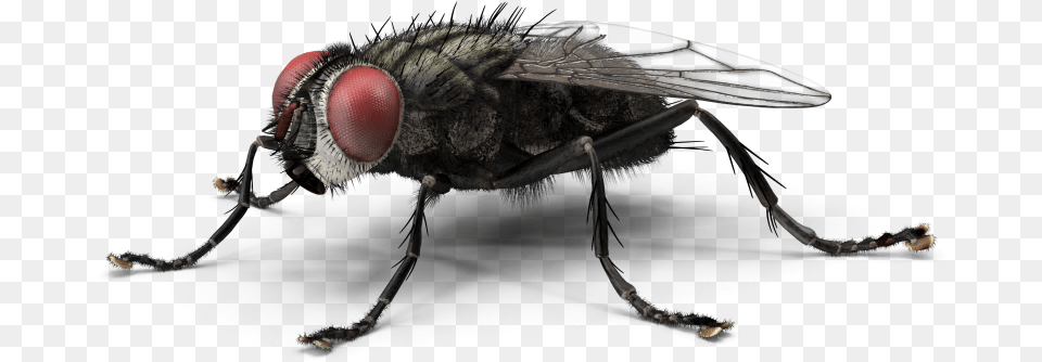 Clip Art Housefly Insect Green Bottle Housefly, Animal, Fly, Invertebrate Free Transparent Png