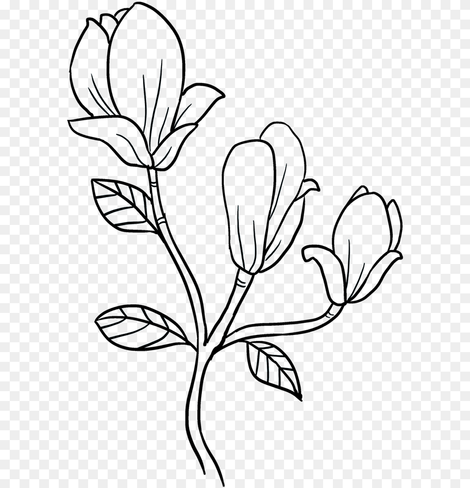 Clip Art How To Draw A Magnolia Flower Magnolia Flower Drawing Easy, Outdoors, Silhouette Png Image