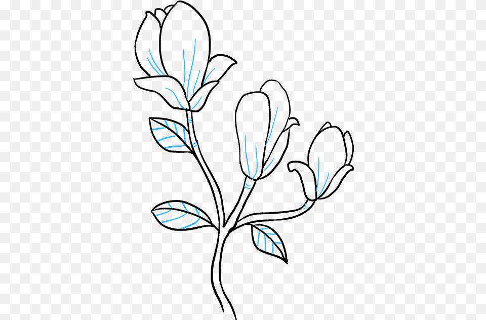 Clip Art How To Draw A Magnolia Flower Magnolia Flower Drawing Easy, Fireworks Free Png