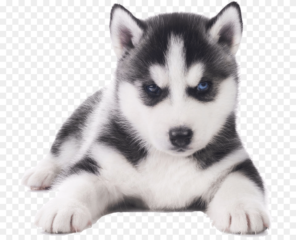 Clip Art Husky Pug Husky Transparent, Animal, Canine, Dog, Mammal Free Png