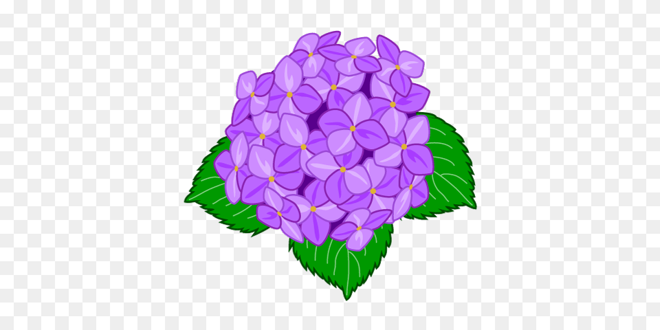 Clip Art Hydrangea Flowers Information, Dahlia, Flower, Plant, Purple Png Image