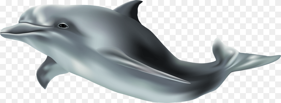Clip Art Background Dolphin, Animal, Mammal, Sea Life, Fish Png Image