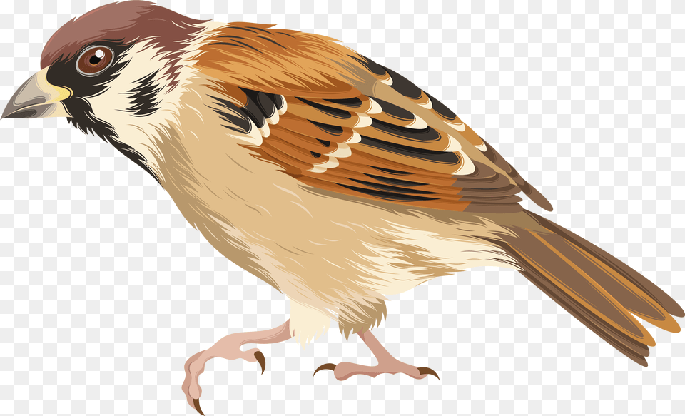 Clip Art Image Clip Art Of Sparrow, Animal, Bird, Anthus Free Png