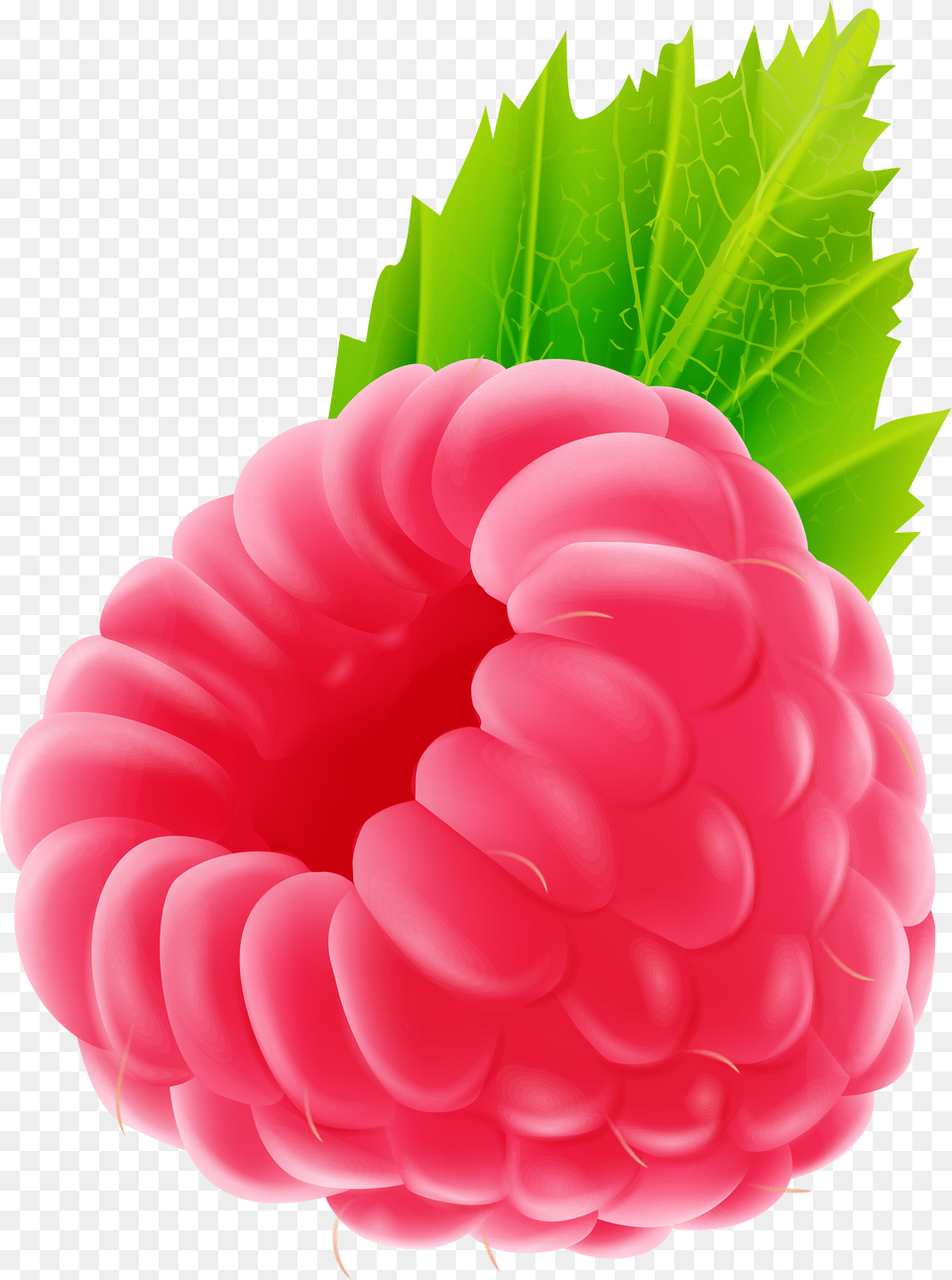 Clip Art Clipart Raspberry Png Image