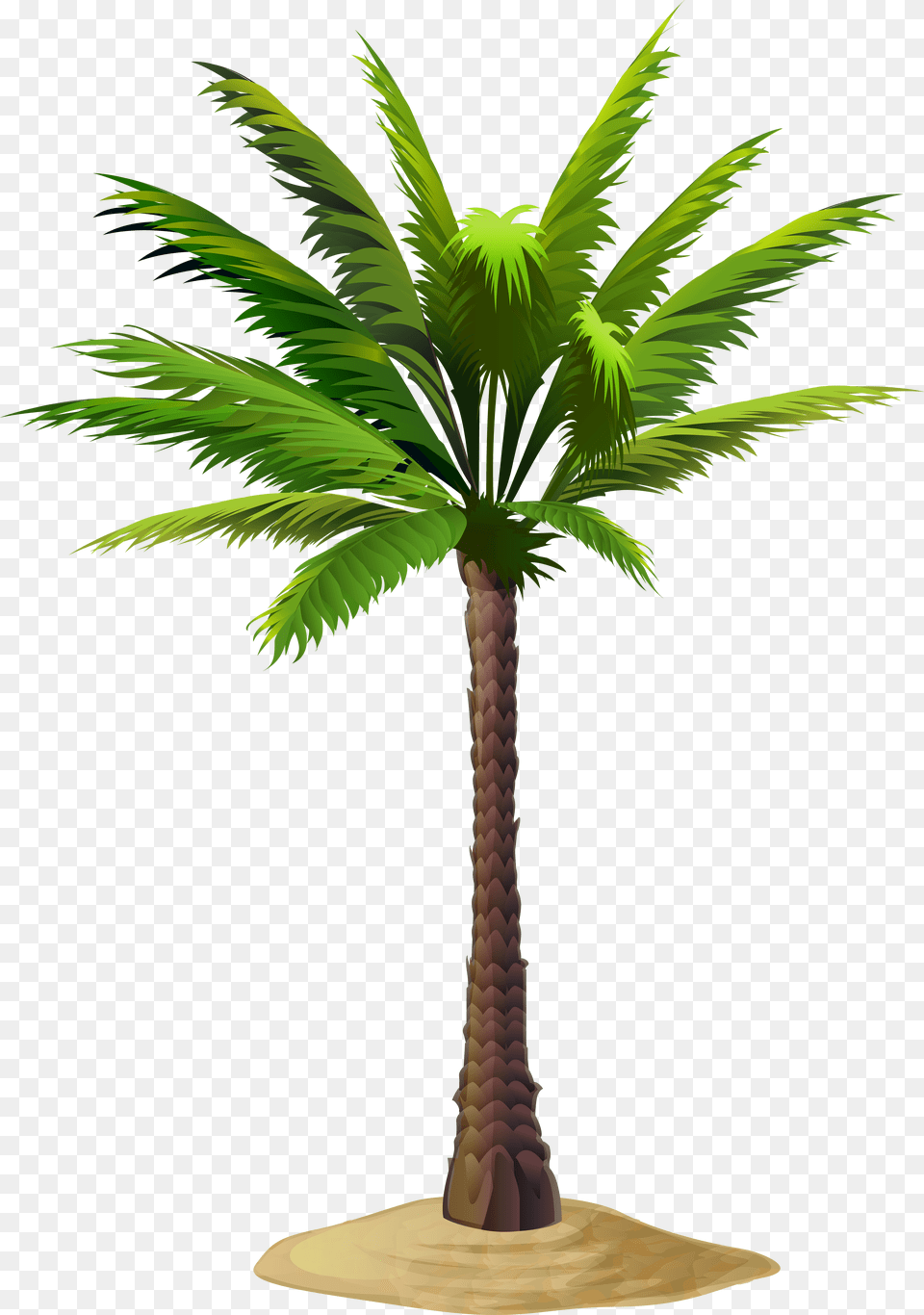 Clip Art Image Gallery Yopriceville Date Tree Palm Trees Free Png Download