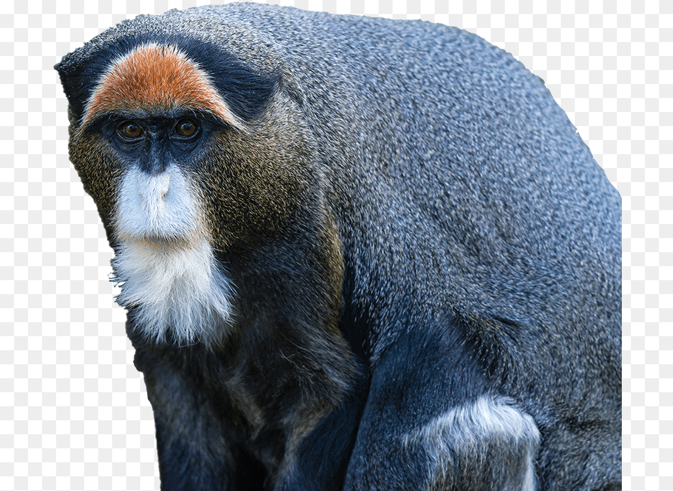 Clip Art Image Monkey De Brazza39s Monkey, Animal, Mammal, Wildlife Png