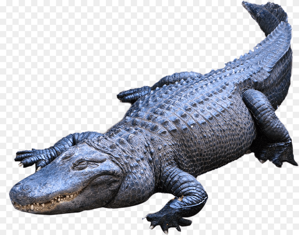 Clip Art Image Of Alligator, Animal, Crocodile, Reptile, Dinosaur Png