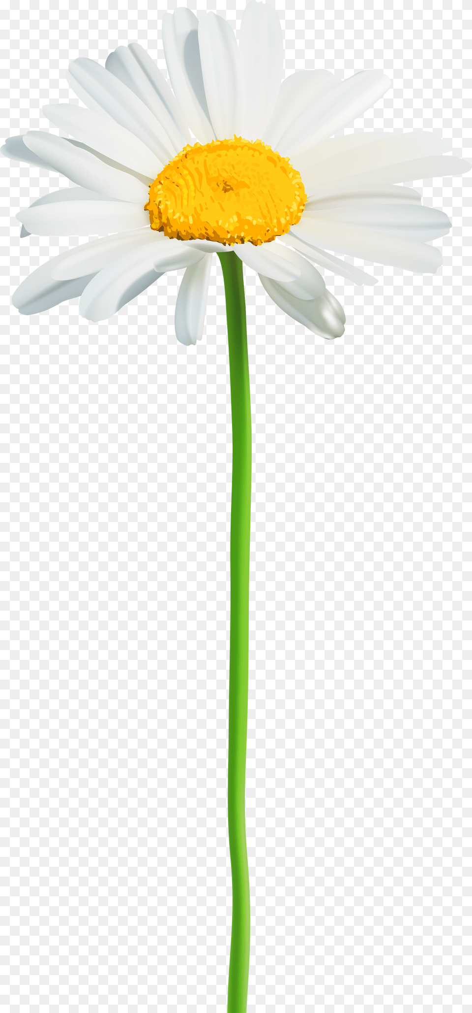 Clip Art Image Transparent Background Daisy Flower Clipart, Plant, Cross, Symbol, Petal Free Png Download