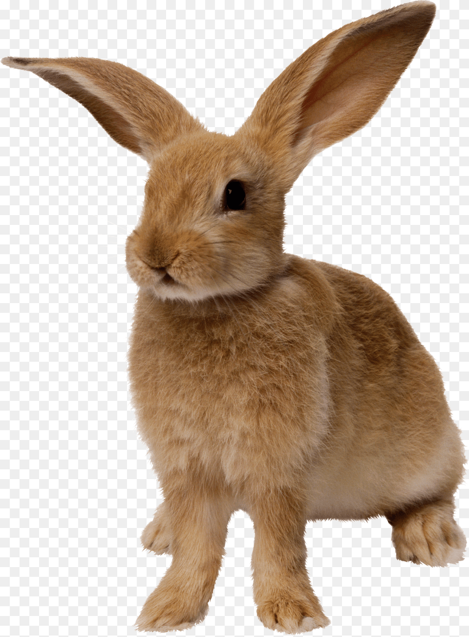 Clip Art Imagens Da Pascoa Para Rabbit, Animal, Mammal, Hare, Rodent Png Image