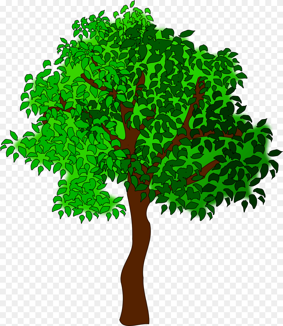 Clip Art Images Of Trees Clipart Trees, Oak, Plant, Sycamore, Tree Free Transparent Png