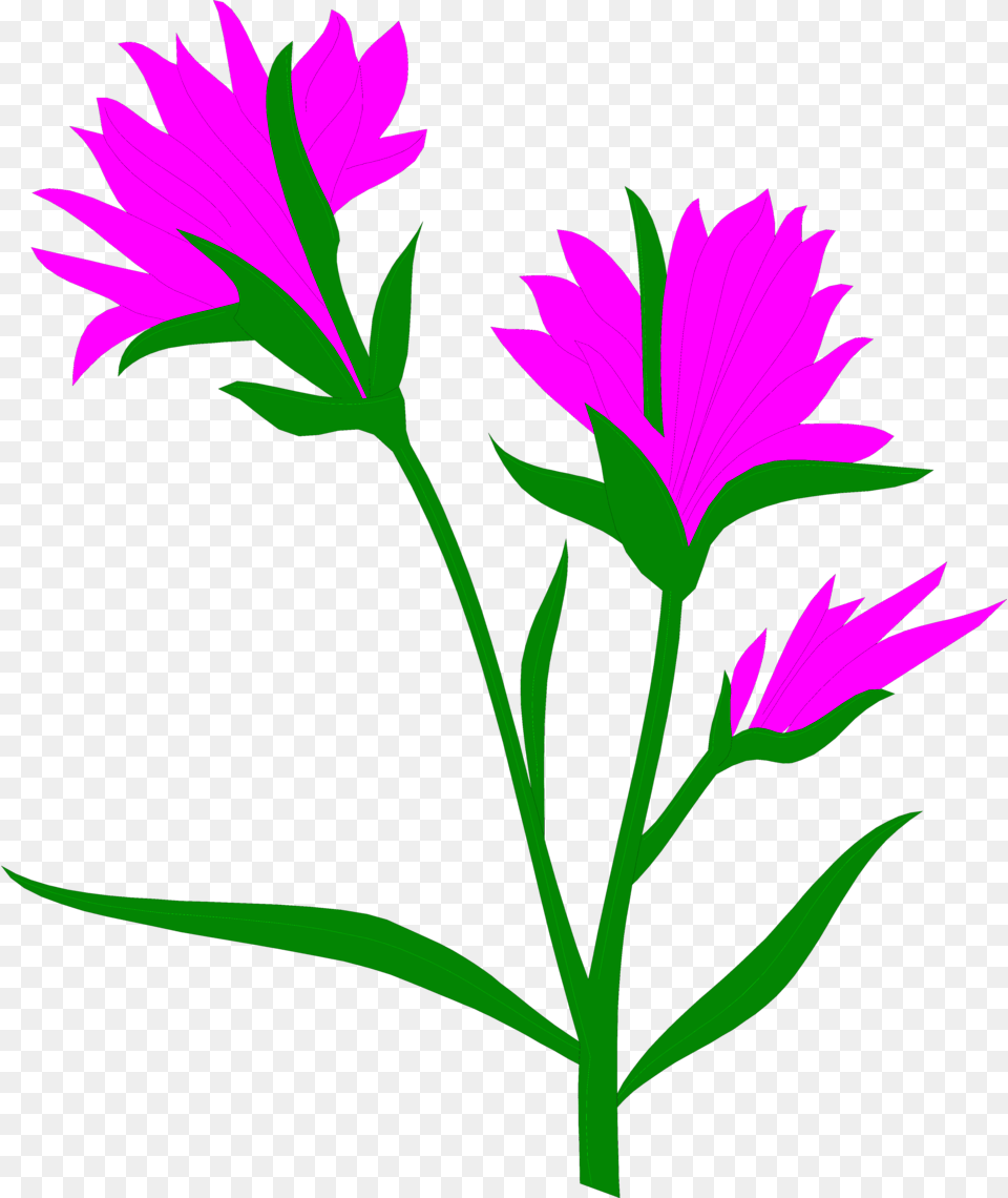 Clip Art Indian Paintbrush Clipart Cross Pollination By Wind, Flower, Plant, Purple, Daisy Free Png Download