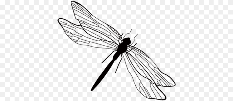 Clip Art Insect Ink Wash Painting Hnh Nh Chun Chun, Animal, Dragonfly, Invertebrate Free Transparent Png