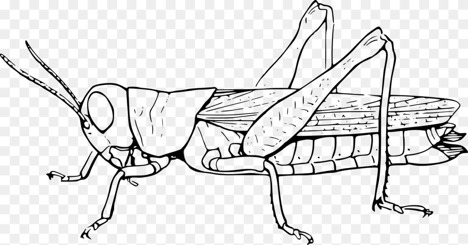 Clip Art Insect The Ant And Grasshopper Black And White, Gray Free Png Download