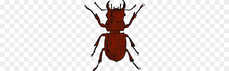 Clip Art Insects Spiders Daddy Long Legs, Person, Animal, Dung Beetle, Insect Png