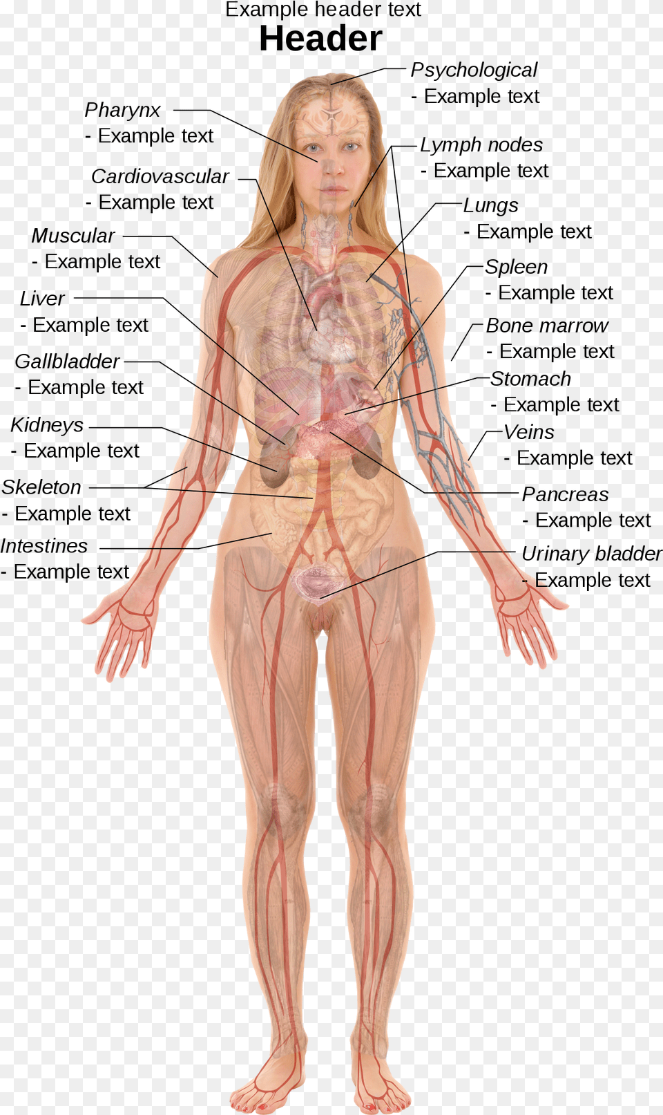 Clip Art Internal Body Parts Woman Human Body Anatomy, Adult, Female, Person, Face Png Image