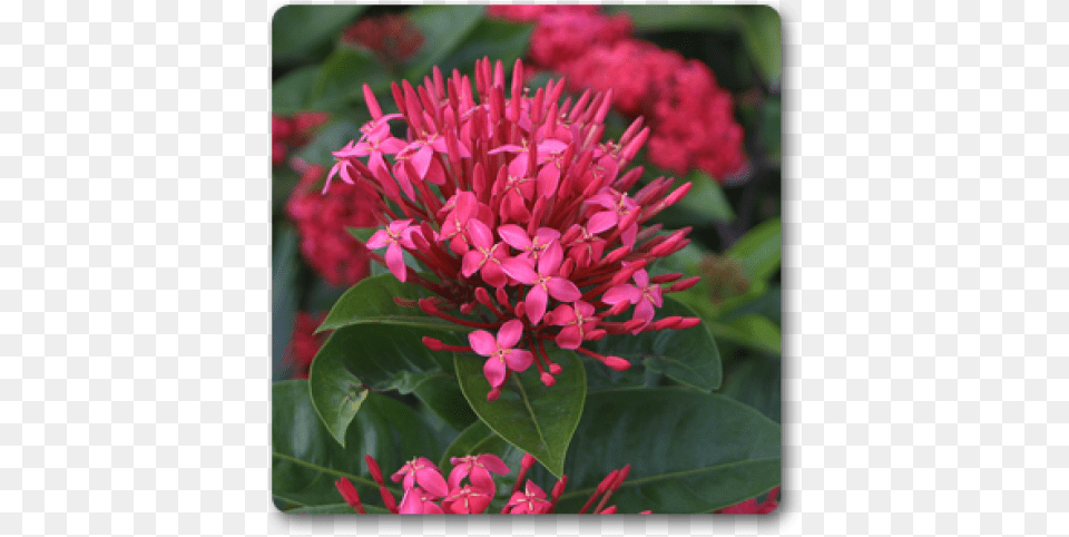 Clip Art Ixora Long Singapuri Pink Pink Flower Ixora, Geranium, Petal, Plant, Flower Arrangement Png Image