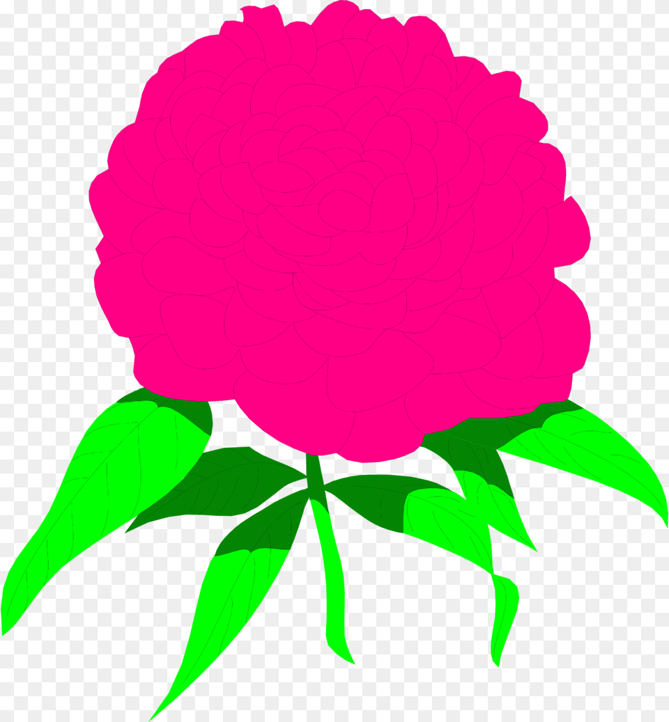 Clip Art Jet Plane, Carnation, Dahlia, Flower, Plant Png