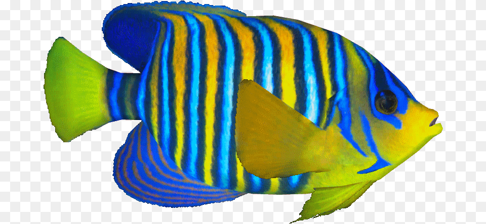 Clip Art King Angelfish Royal Angelfish Transparent, Animal, Fish, Sea Life Free Png