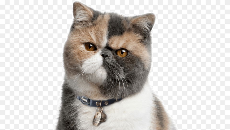 Clip Art Kittens Cats Exotic Exotic Shorthair, Accessories, Animal, Cat, Mammal Free Png