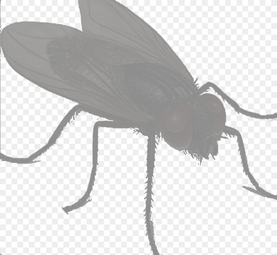 Clip Art Lalat, Animal, Fly, Insect, Invertebrate Png Image