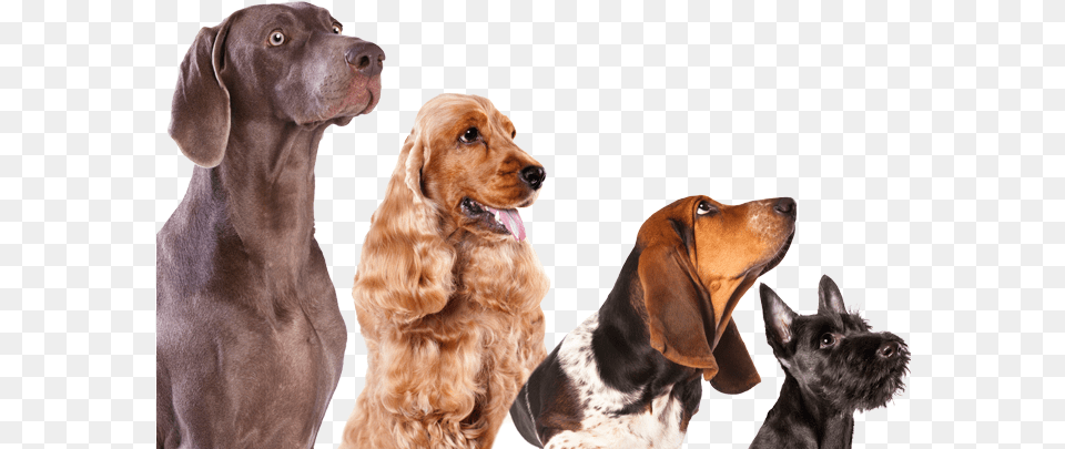 Clip Art Large Dogs List Of Book Dogs Background, Animal, Canine, Dog, Mammal Free Transparent Png