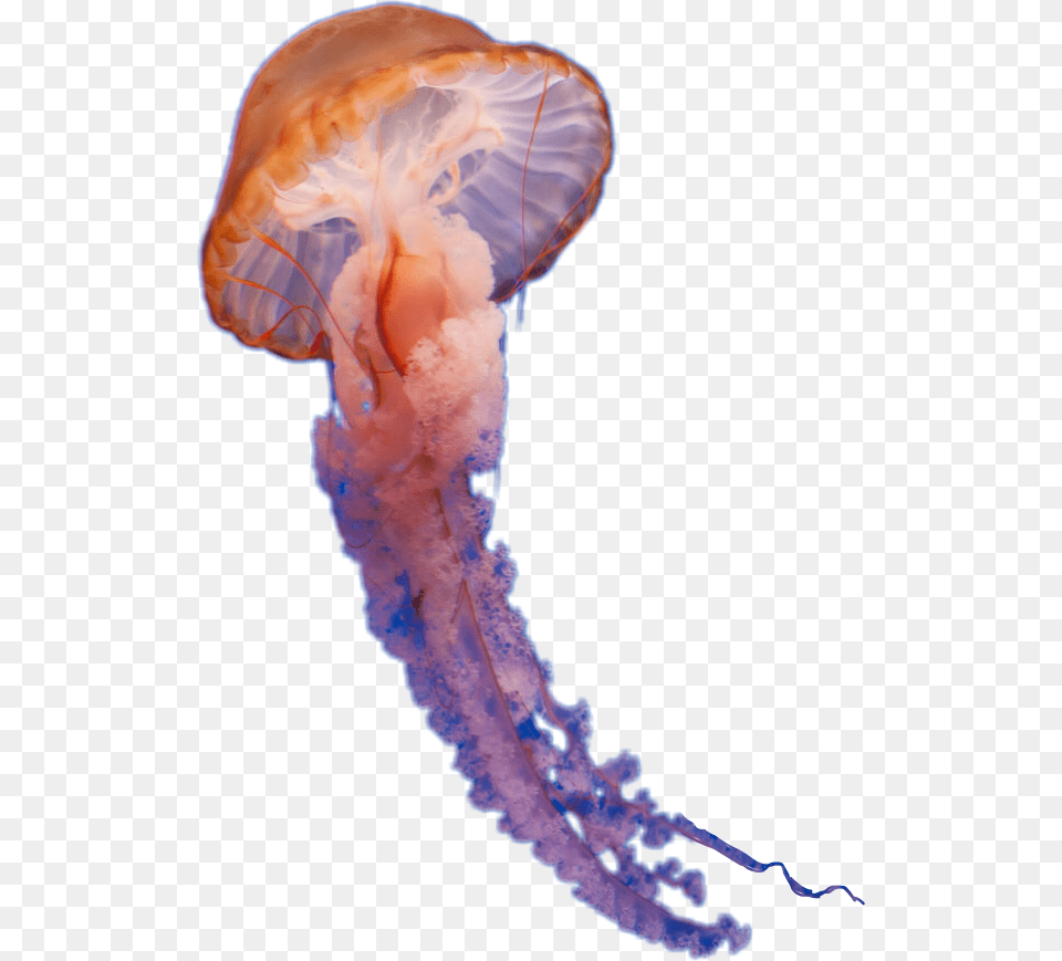 Clip Art Large Group Of Jellyfish Medusa Animal, Invertebrate, Sea Life, Person Free Png