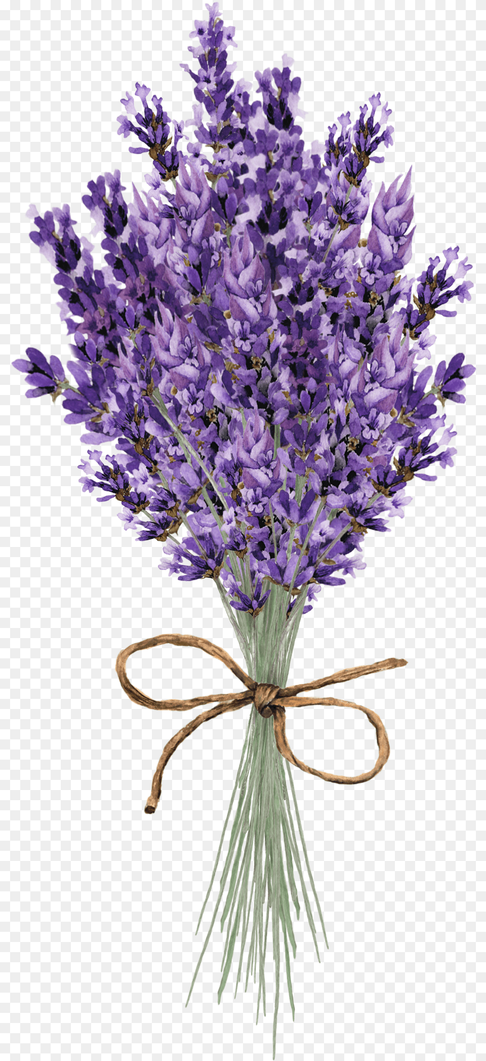 Clip Art Lavender Flower Lavender Flower Paintings, Plant Free Png Download
