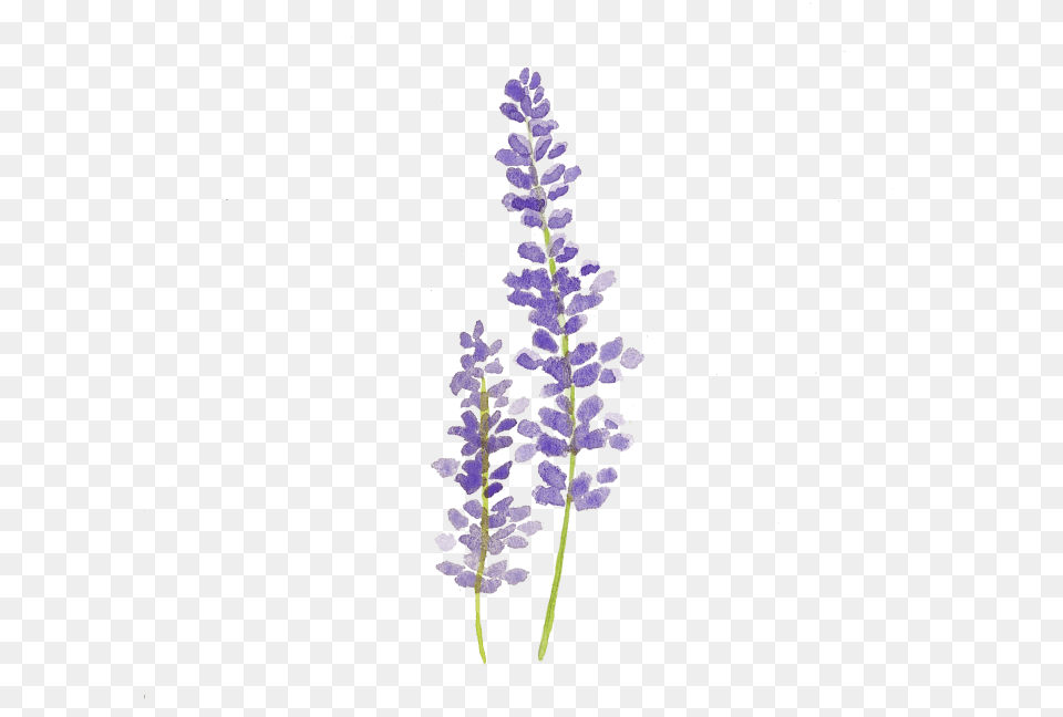 Clip Art Lavender Sprig, Flower, Lupin, Plant Free Png Download