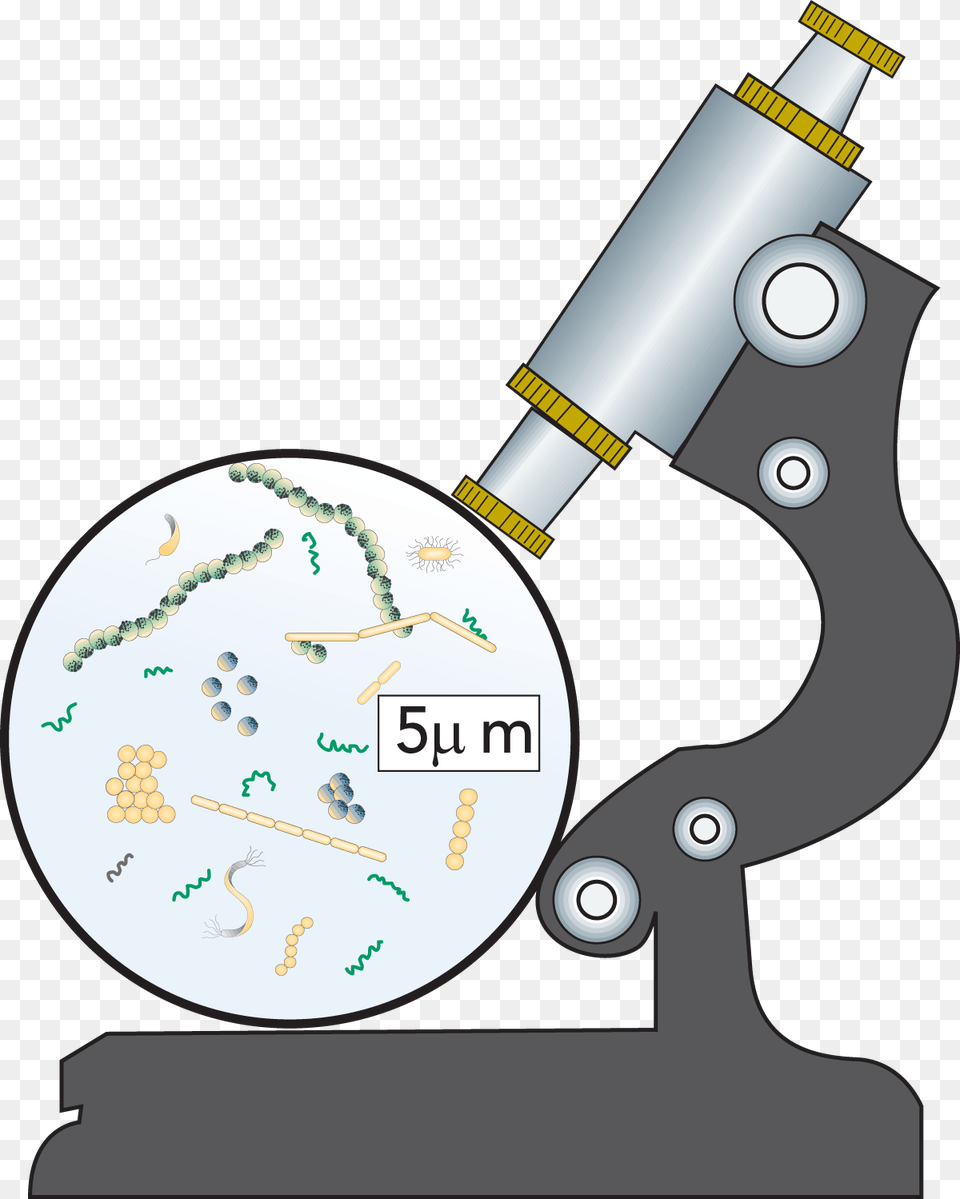 Clip Art Library Download Microbiology Dairy Processing Industrial Microbiology Dairy Products, Microscope Free Png