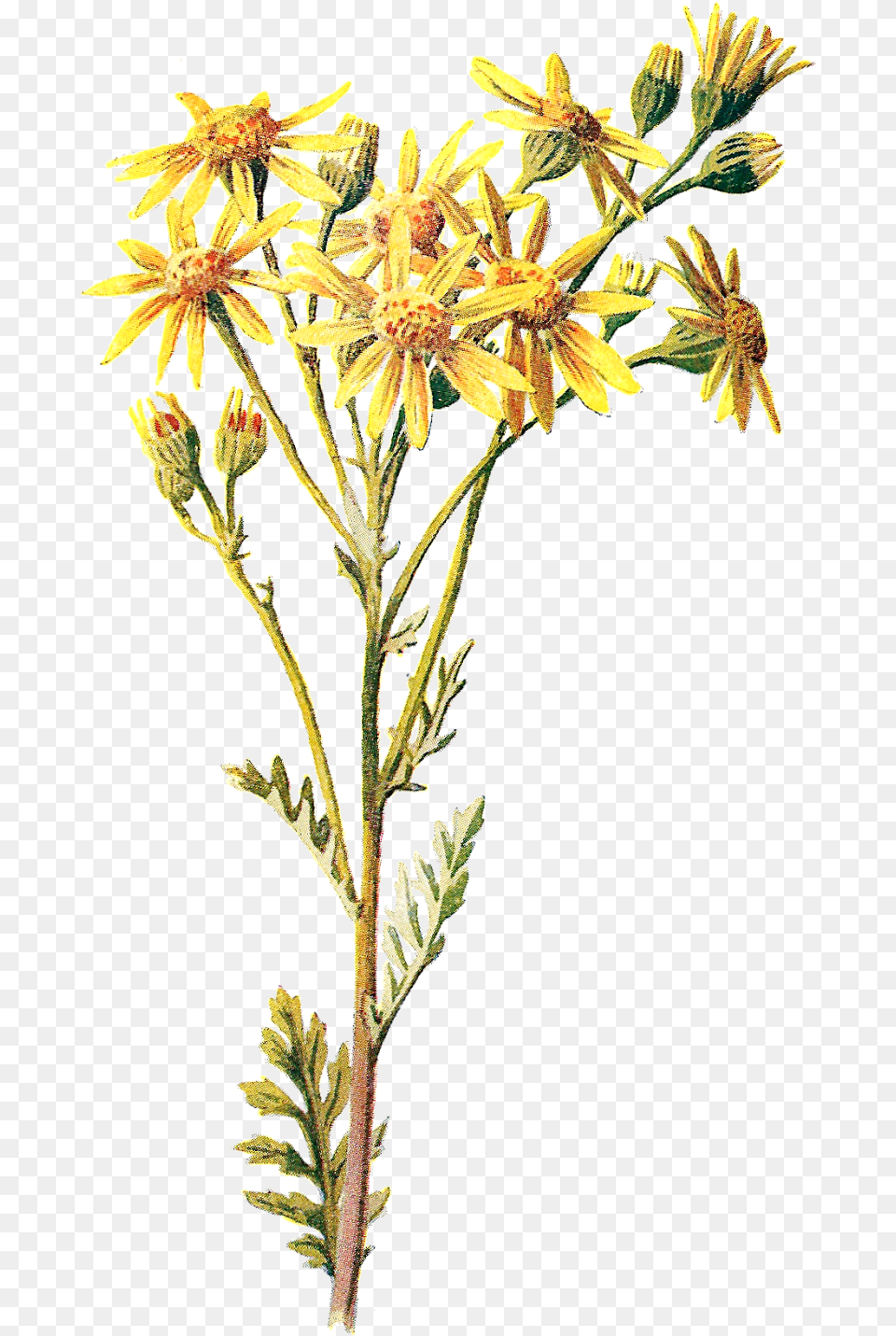 Clip Art Library Library Antique Images November Stock Jacobaea Vulgaris, Daisy, Flower, Plant Free Transparent Png