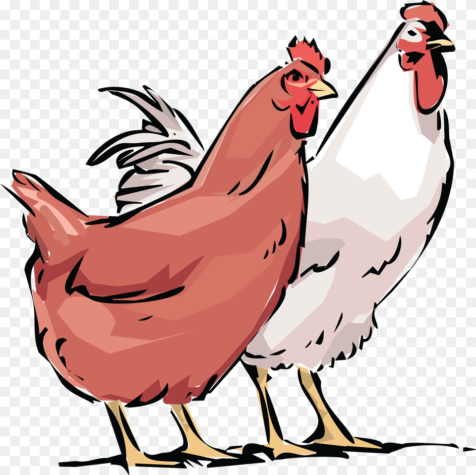Clip Art Library Stock Rooster Clipart Hen And Rooster With Chickens Tote Bag Adult Unisex, Fowl, Animal, Bird, Poultry Png