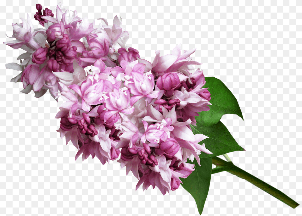 Clip Art Lilac Flower Bouquet Lyulyak, Plant, Animal, Bee, Honey Bee Free Transparent Png