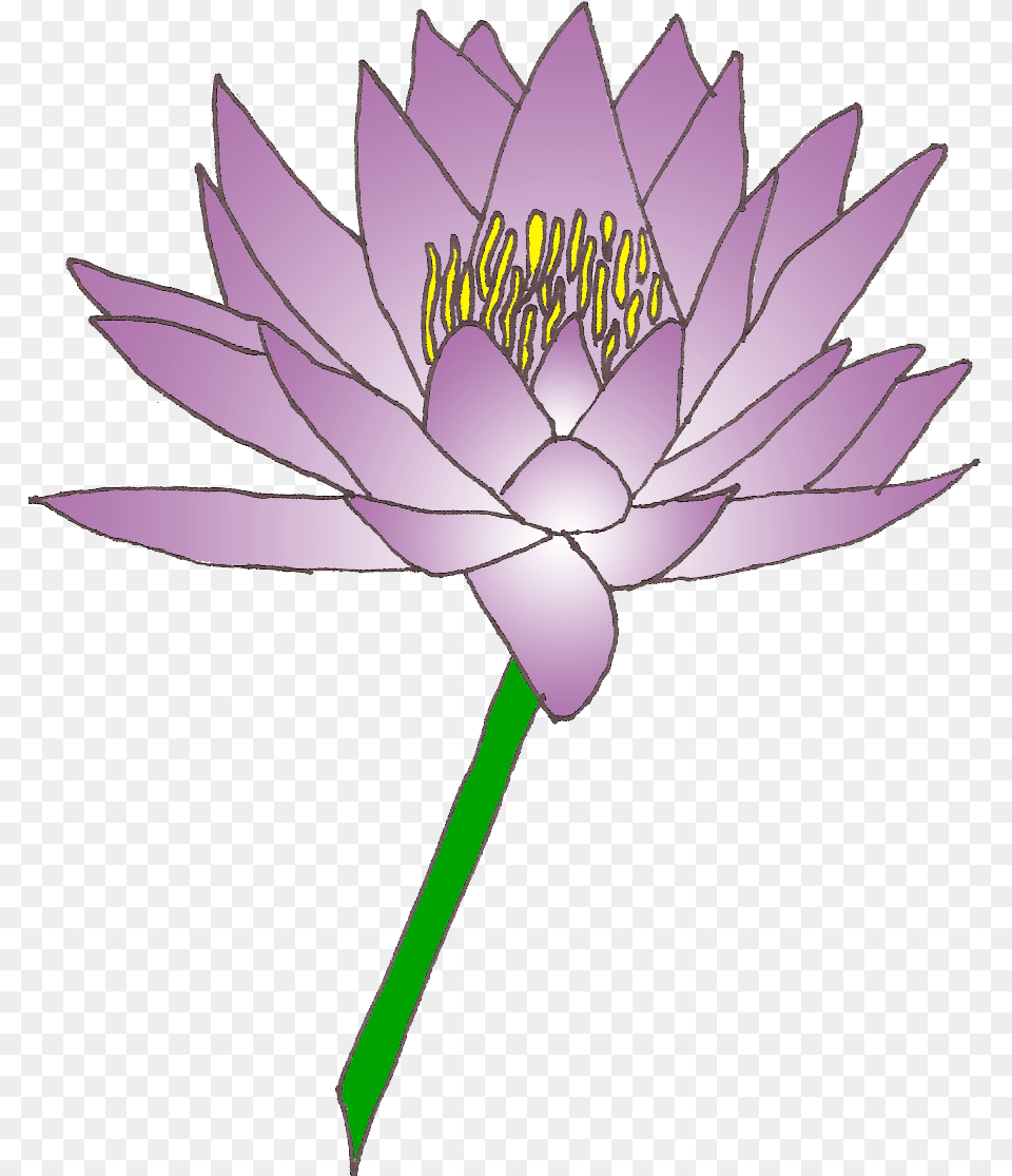 Clip Art Lily Flower, Plant, Pond Lily, Anther Png Image