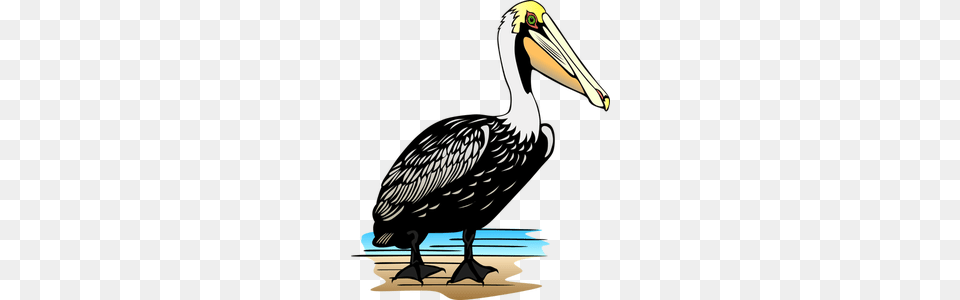 Clip Art Line Drawing Bird, Animal, Waterfowl, Pelican, Beak Png