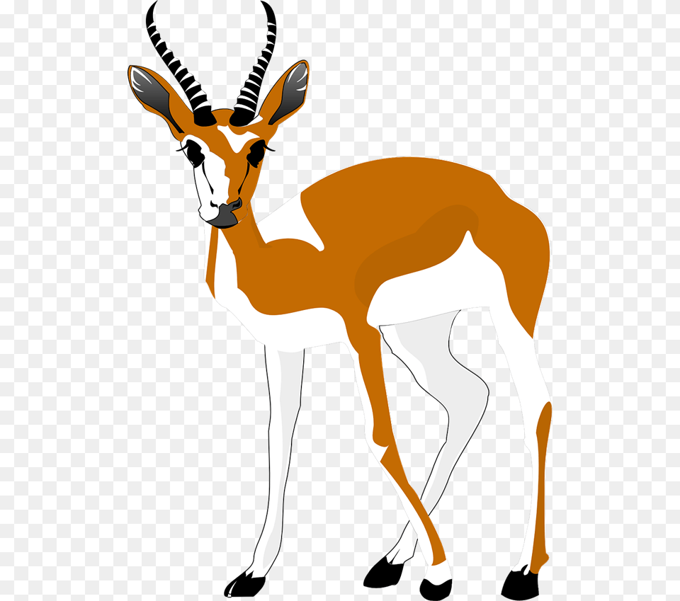 Clip Art Llama, Animal, Antelope, Gazelle, Mammal Png Image