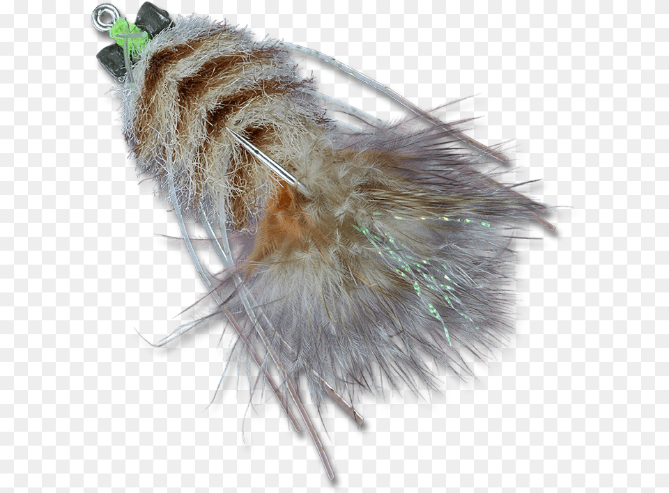 Clip Art Lophocampa Maculata Caterpillar, Animal, Bird, Accessories, Flower Png Image