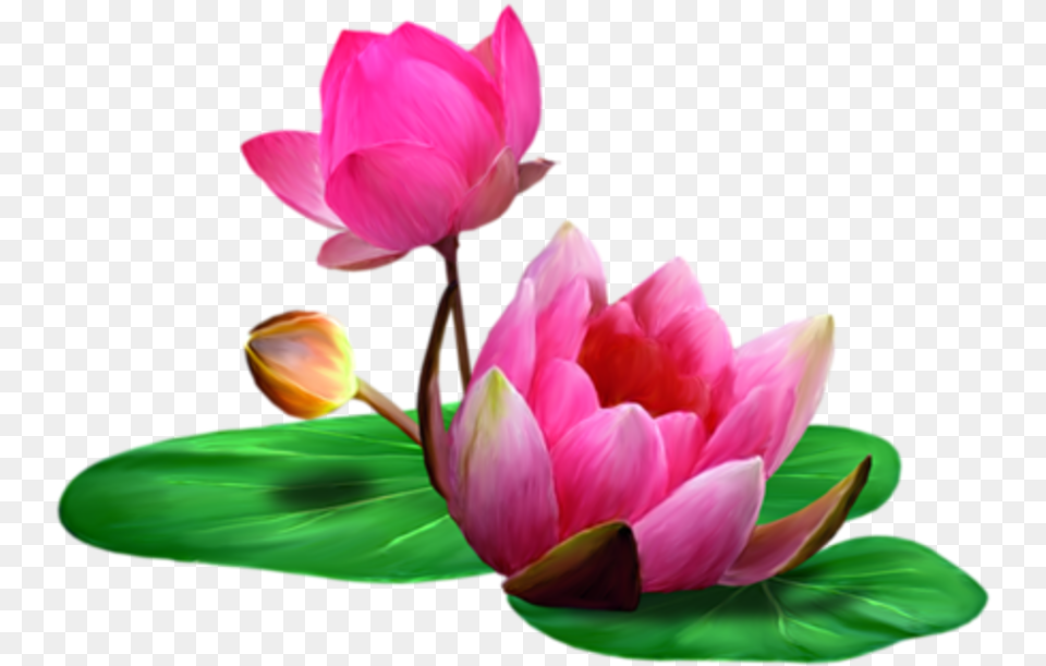 Clip Art Lotus Flower, Petal, Plant, Bud, Sprout Free Png Download