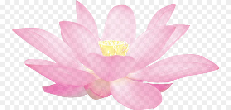 Clip Art Lotus Flower Pattern Hoa Sen Phat Giao, Petal, Plant, Lily, Pond Lily Png Image