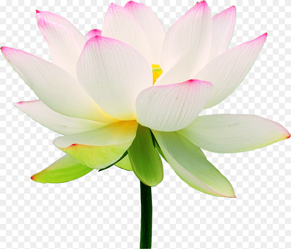 Clip Art Lotus Flower Wallpaper Lotus Flower, Dahlia, Petal, Plant, Lily Png