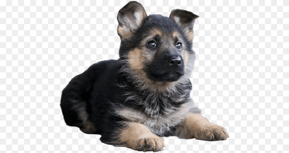 Clip Art Malinois Dog Siberian Husky German Shepherd Puppy, Animal, Canine, Mammal, Pet Free Png