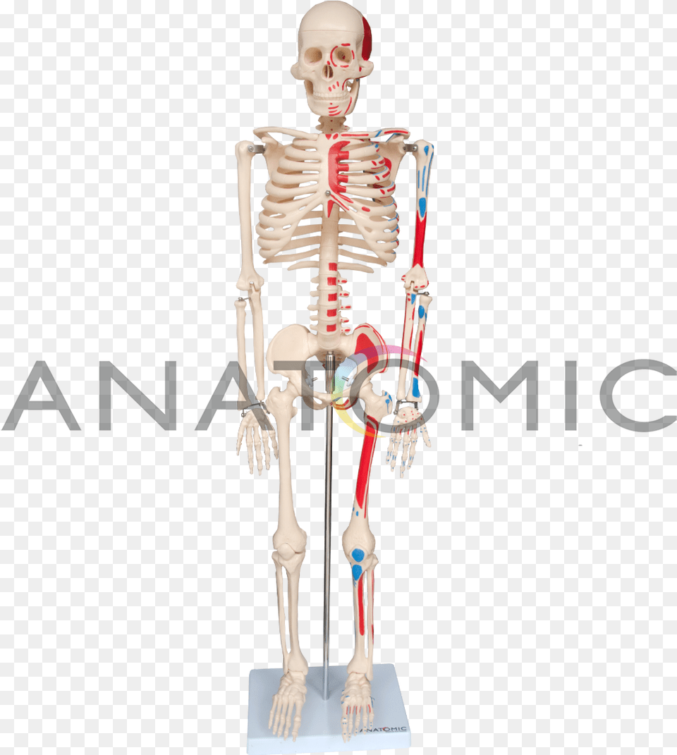 Clip Art Mao Esqueleto Skeleton, Person, Face, Head Free Transparent Png