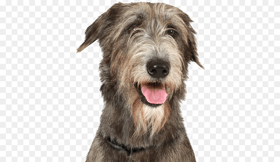 Clip Art Mastiff Great Dane Mix Mini Irish Wolfhound, Animal, Canine, Dog, Mammal Free Png Download